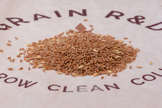Phoenix Pharaoh malted emmer — ancient farro wheat kernels on Grain R&D paper