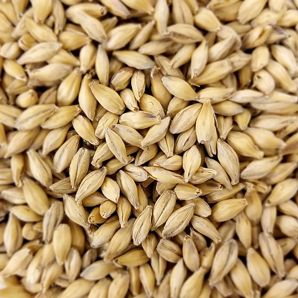 Desert Gold American pilsner malt — pale two-row barley kernels close up