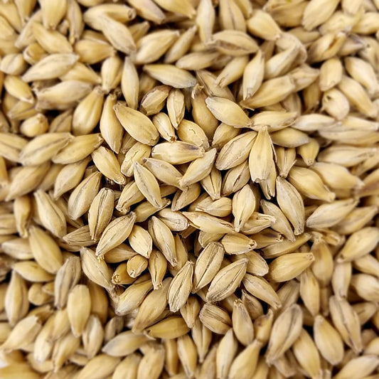 Desert Gold American pilsner malt — pale two-row barley kernels close up